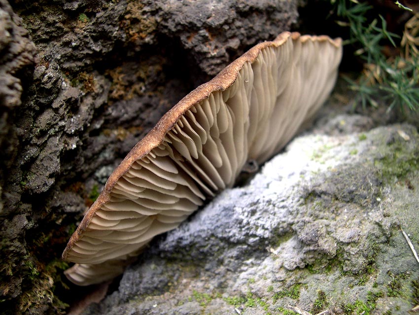 Pleurotus eryngii (Cardunceddhu)